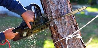 Professional Tree Removal Services in Hedwig Village, TX