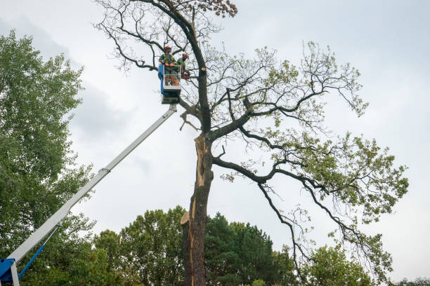 How Our Tree Care Process Works  in  Hedwig Village, TX