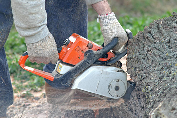 Lawn Renovation and Restoration in Hedwig Village, TX